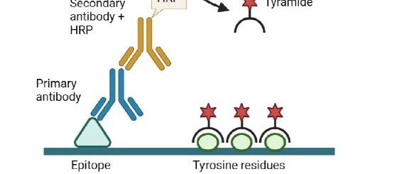 TSA多重免疫荧光学习笔记：原理、流程与空间生物学应用