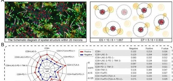 胃癌 CLDN18.2 研究，20 μm 邻近分析是怎么算的？