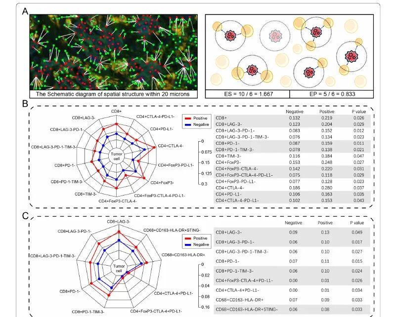 胃癌 CLDN18.2 研究,20 μm 邻近分析是怎么算的?