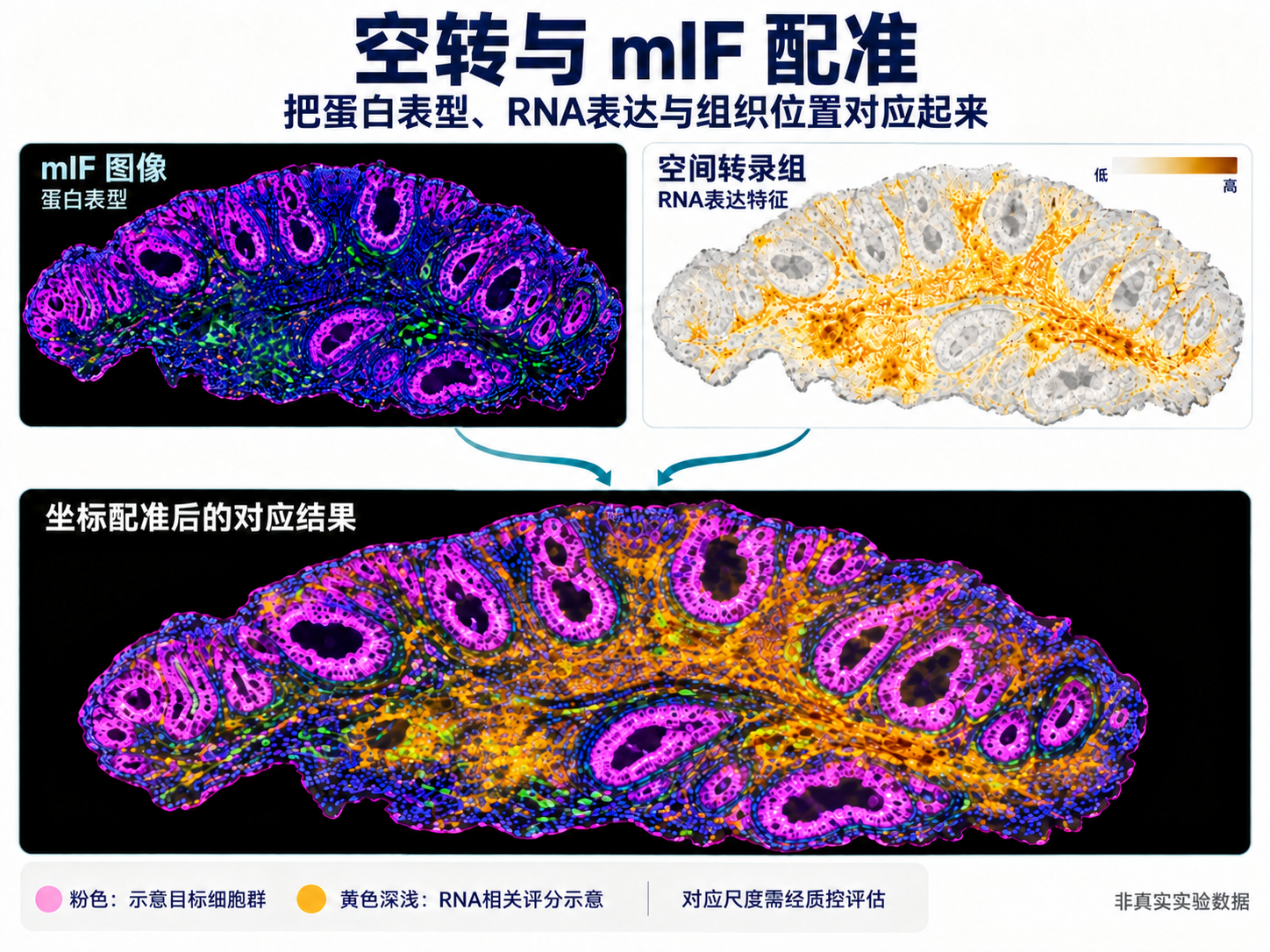 mIF蛋白表型、空间RNA与组织位置的联合分析示意
